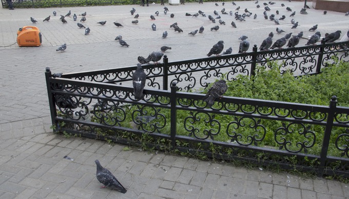 PIGEONS

Куча голубей. Тут естественное природное начало будто бы смешивается с искусственным городским.
