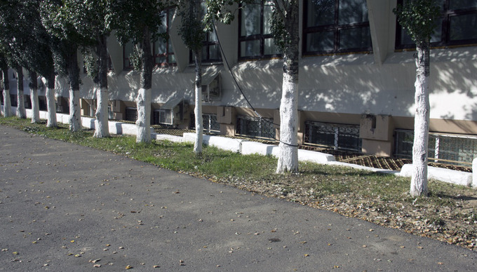 TREES

Деревья круто сочетаются со стеной. Я знаю, что в России принято обрабатывать растения от насекомых, но для моего глаза это непривычно. Ещё я обратил внимание на кабель, обвивший дерево: зачем он тут? Не понимаю.